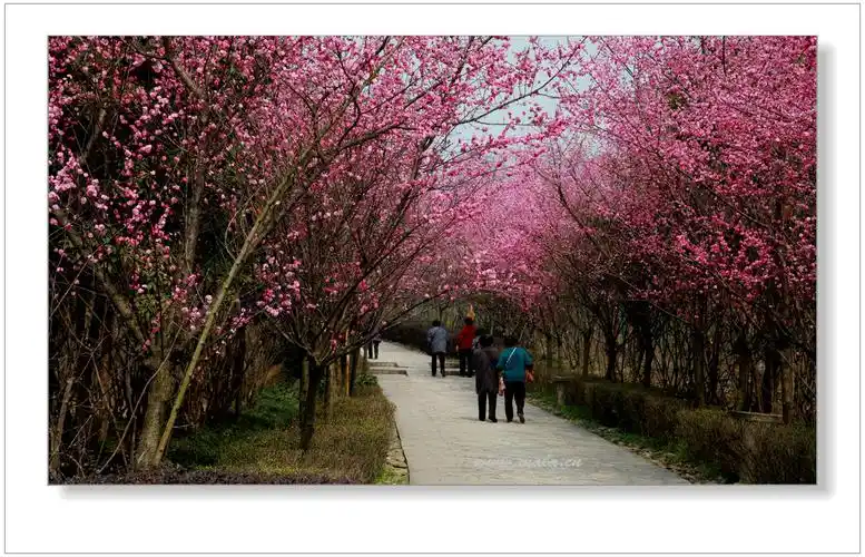 幸福梅林红梅盛开