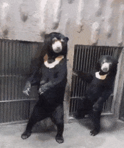 这年头连熊都成精啦!-搞笑频道-手机搜狐