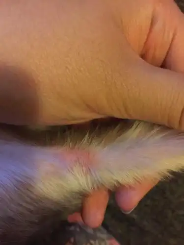 我家小狗腿上长皮肤病了,有懂的人帮忙看看像什麼皮肤病吗?