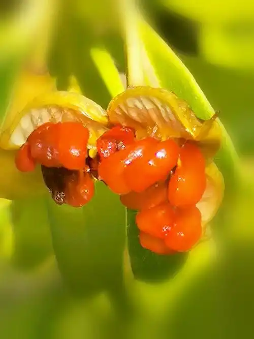 成熟的海桐果实随拍