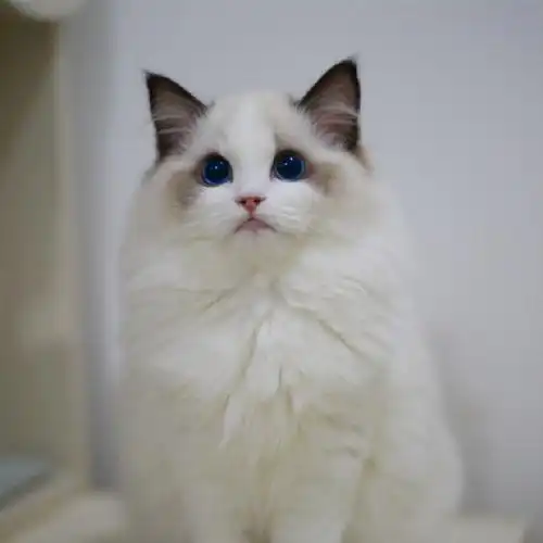 布偶猫幼猫活体蓝眼睛海双蓝双赛级宠物纯种幼崽猫咪猫咪