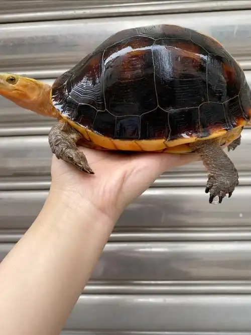 黄缘闭壳龟(宠物龟)