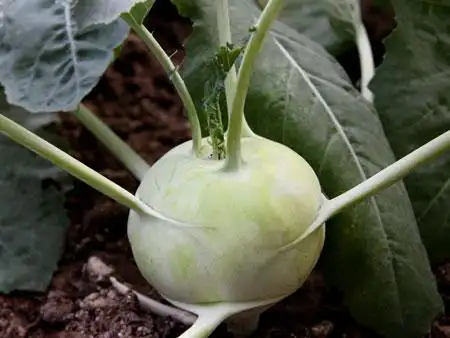 球茎甘蓝图片及形态特征介绍