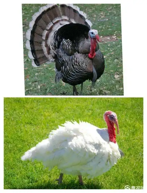 公母 公母混合 品种名 火鸡苗 类型 脱温鸡苗