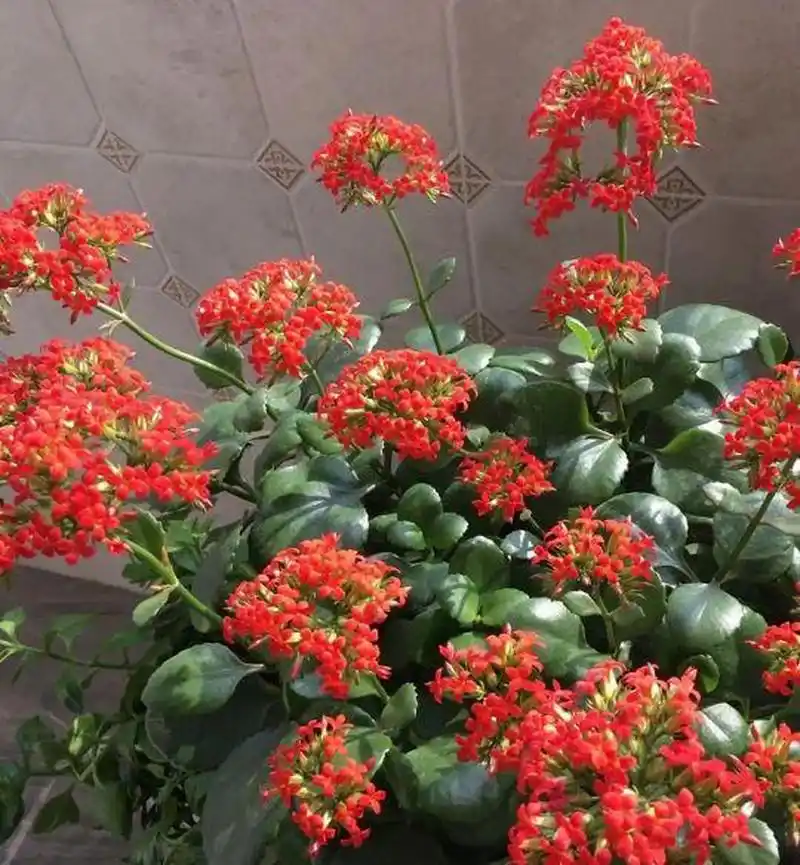 凤尾长寿花为什么不甩尾?