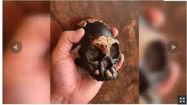 纳莱迪人是已经灭绝的人科物种,其化石于2013年在南非的升星岩洞被