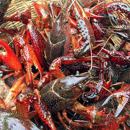 小龙虾鲜活1两以上超大清水养殖青虾红壳特大活虾