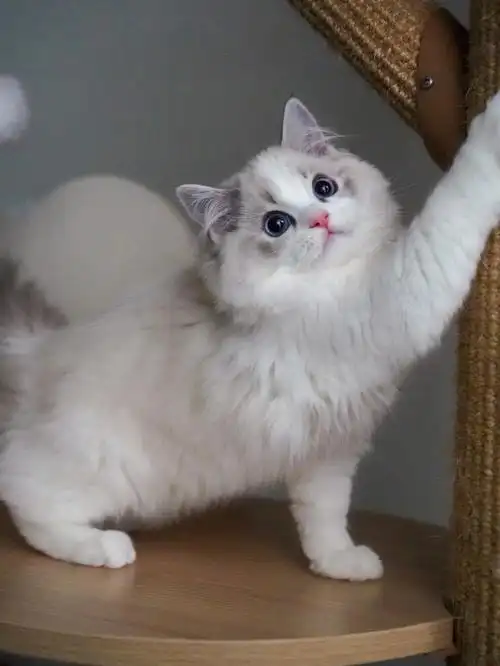 布偶猫这样的小聪明蛋谁不爱呢