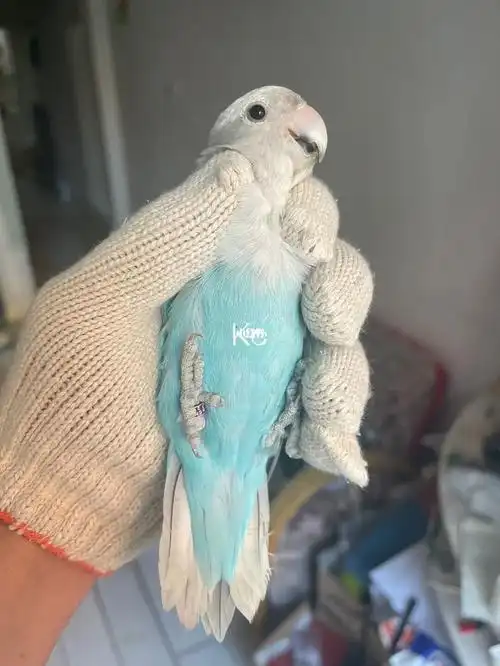 鹦鹉  #牡丹鹦鹉  #手养牡丹鹦鹉