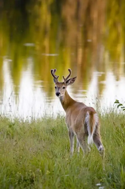 景观,水流,水面,涟漪,注视,娱乐,草,一只,背面,水纹,阳光,自然,动物