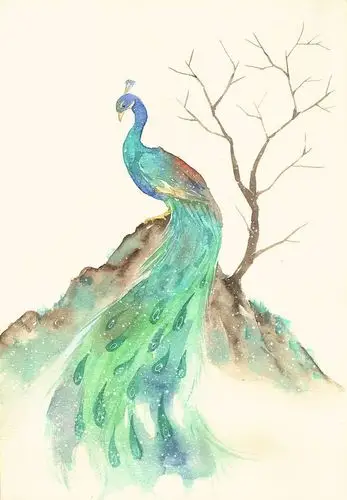 孔雀-慢半拍~_原创,水彩,插画_涂鸦王国插画