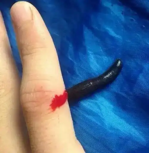 苗疆蛊虫有多吓人揭秘真实的养蛊人与下蛊方法防范手册