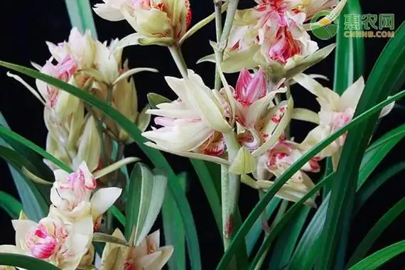 中国十大名贵兰花排行