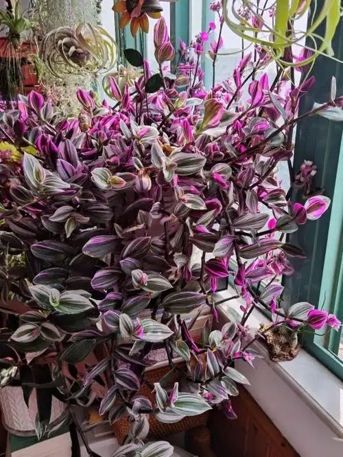 婚礼油画吊兰养殖方法