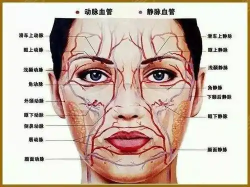 因为面部的颊部部位含有面动脉,面横动脉,上颌动脉的颊支,眶下动脉和