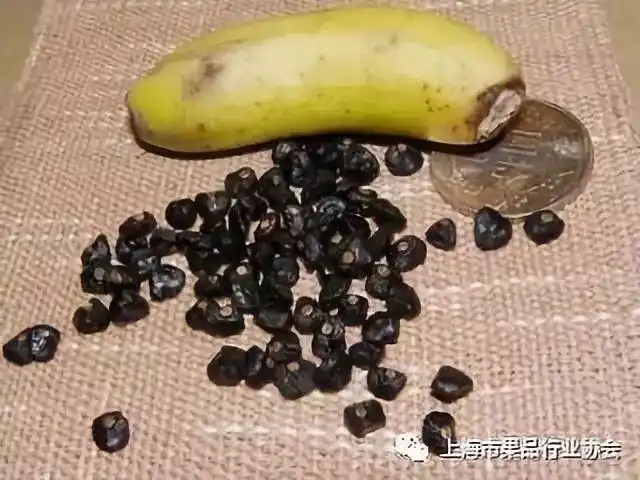 香蕉的种子,究竟在哪了?