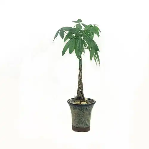 发财树苗 发财树盆栽 辫子发财树 客厅办公室盆栽 发财树小苗  价格