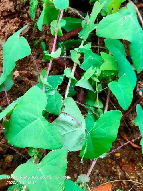 山沟灌木丛中的犁头刺