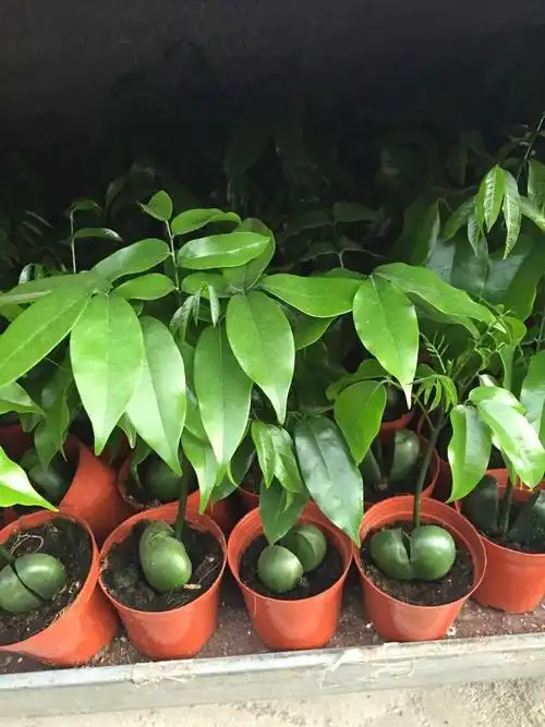 开心果盆栽迷你办公室阳台绿植花卉观果植物元宝树进宝花苗含原盆货