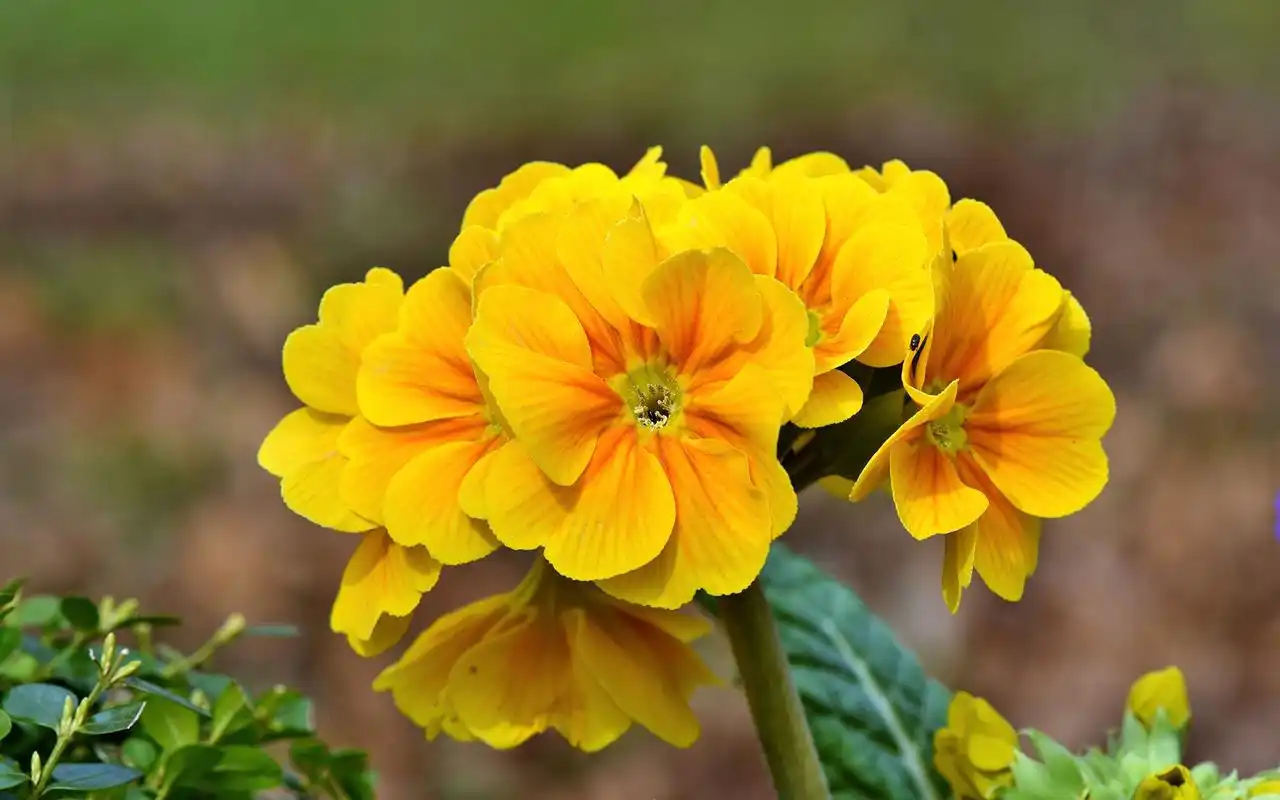 报春花图片高清电脑桌面壁纸