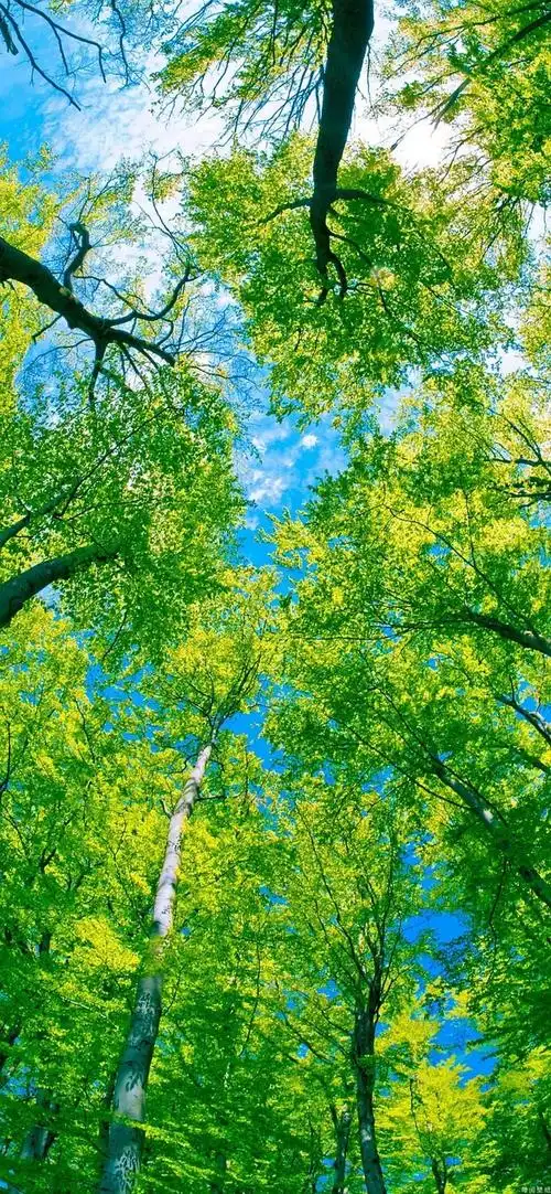 600_1298竖版 竖屏