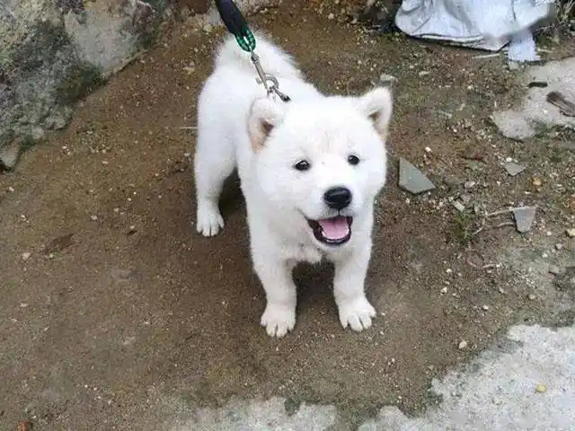 三十五买回的白色土狗,朋友见后说值两千,发财了!_小狗