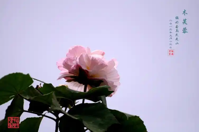 木芙蓉----《南宋》吕本中