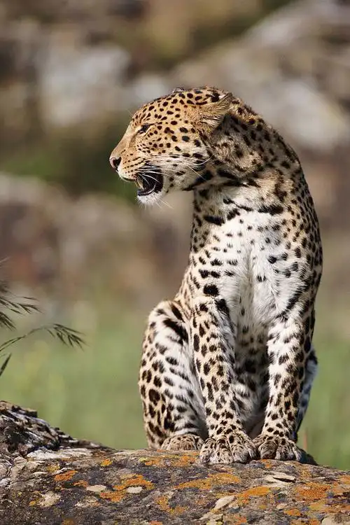 食肉目猫科豹属非洲豹