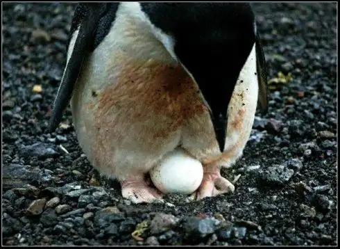 看见企鹅蛋了么?