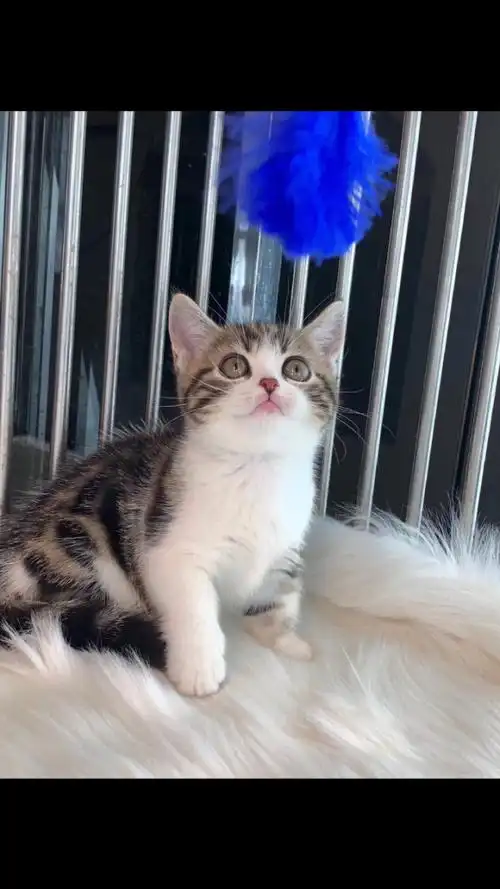 矮脚猫金虎斑加白妹妹已售