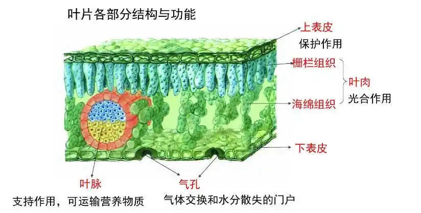 叶肉包括栅栏组织和海绵组织,栅栏组织靠近上表皮,因为表皮无色透明