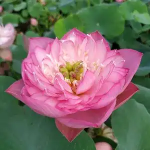 (粉牡丹)小型碗莲种藕荷花盆栽莲花水培观赏植物【建国碗莲苑】