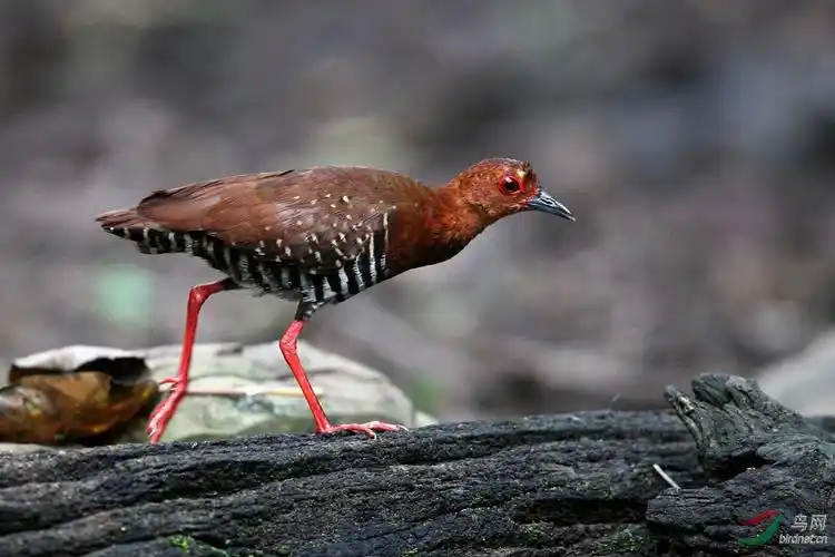 红脚秧鸡