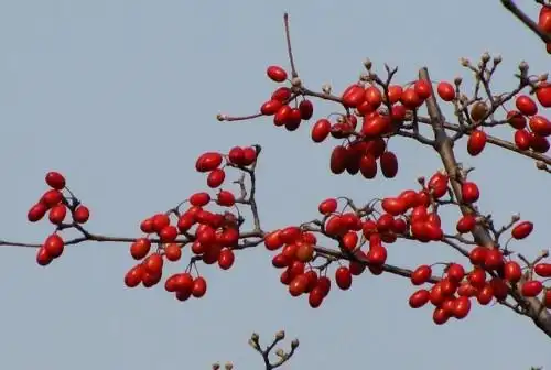山茱萸cornus officinale是山茱萸科山茱萸属落叶灌木或小乔木,高可达