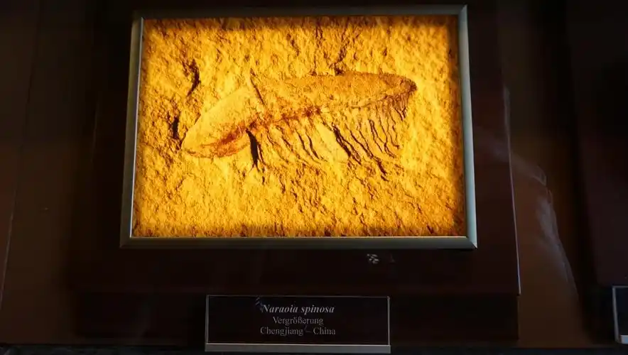 澄江的化石化石恐鸟复原messel pit的化石最大的海龟骨骼复原的羽毛