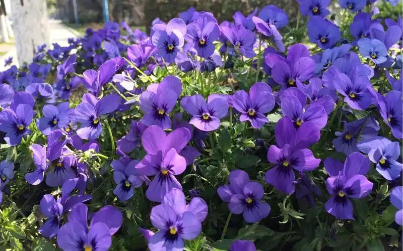 紫色清新三色堇绽放图片电脑壁纸