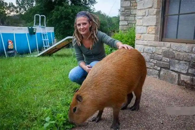 世界上最大的老鼠有多大(世界上耳朵最长的鼠:沙漠长耳跳鼠) 6