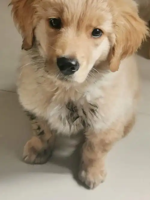 求助贴两个月金毛这样了该怎么办啊