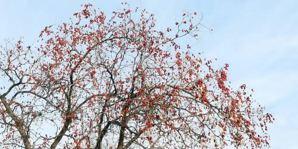 家乡那棵红枣树