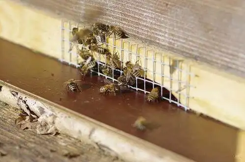 养蜂技术 养蜂知识五百问 概况篇(30-32)