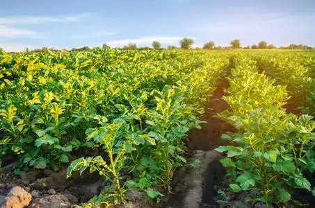 马铃薯种植园在田间生长.蔬菜排.农业.农业用地景观.作物照片