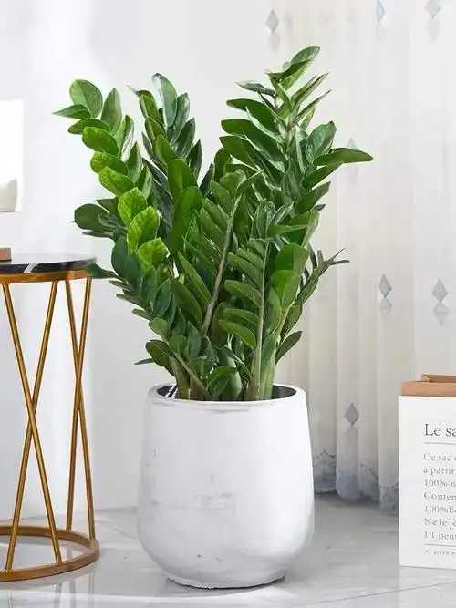 富贵叶子有什么寓意(富贵椰子树的风水作用)