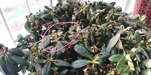 求助养花人士:我养护的杜鹃花叶子枯萎掉落还能救吗,听建议吧