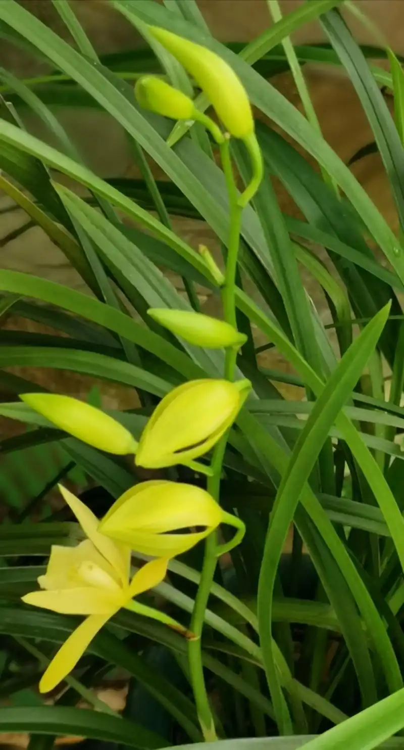 蕙兰兰科兰属的地生草本植物,假鳞茎不明显.叶5-8枚,带形 - 抖音