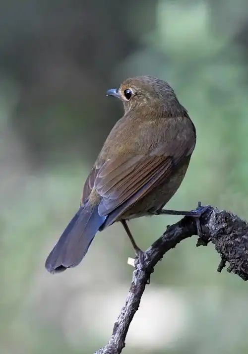 喉短翅鸫高速连拍