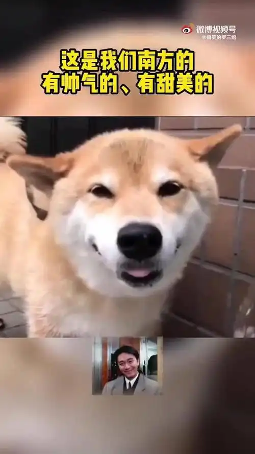 壁纸 动物 狗 狗狗 700_1244 竖版 竖屏 手机