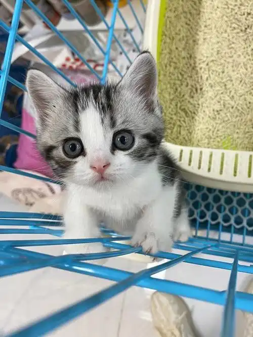 美短起司加白奶猫 价格给个心意就好,因为个人工作原因不能继续照顾它