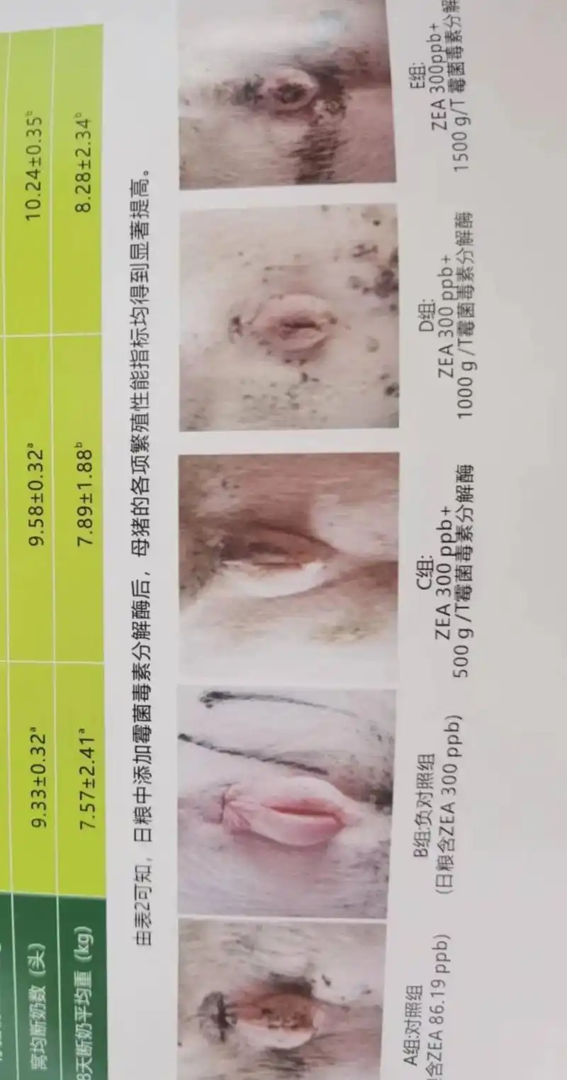 zea是《玉米赤霉烯酮》的简称,属于霉菌毒素的一种 从左往右