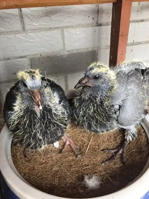 15天的小鸽子 谢谢!签定