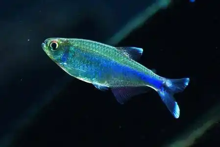 赠送.刚果蓝灯. - 上海鱼友俱乐部 - cta南美水族 - powered by discu